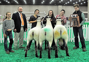 Champion Flock