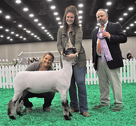 Overall Reserve Champion Ewe