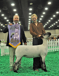 Reserve Junior Champion Slick Ewe