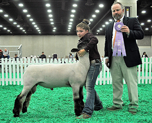 Overall Reserve Champion Ram