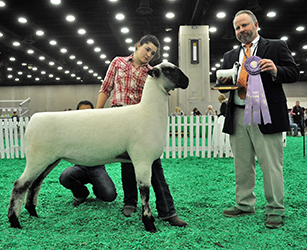 Reserve Champion Fitted Ewe