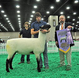 Reserve Champion Fitted Ewe