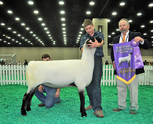 Senior Champion Fitted Ewe